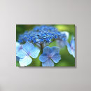 Sök efter vanlig hortensia canvastryck Blommigt