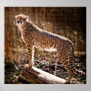 Sök efter jubatus posters Cheetah