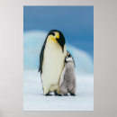 Sök efter kejsare Kejsare penguin