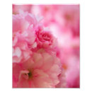 Sök efter körsbärsröda blommar posters Rosor