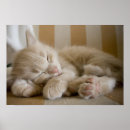 Sök efter innekatt posters Sovande