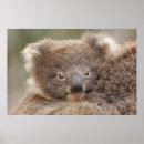 Sök efter koala posters Djur