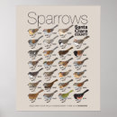 Sök efter sparrows posters Fåglar