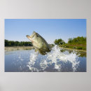 Sök efter bas fiske posters Angler