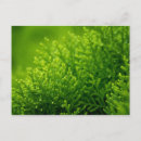 Sök efter grönt vykort Bakgrund