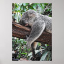Sök efter koala posters Vilt
