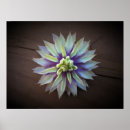 Sök efter clematis posters Sommar