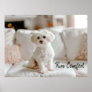 Sök efter maltese hund posters Maltesiska