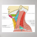 Sök efter muskler posters Diagram
