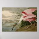 Sök efter spoonbill Roseate spoonbill
