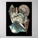 Sök efter seashells posters Snäckor