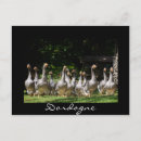 Sök efter svart anka vykort Fågel