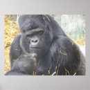 Sök efter primat fotografi Gorilla