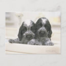 Sök efter engelskacockerspanielspaniel Hund