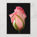 Sök efter rosenknoppar vykort Rosa