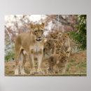 Sök efter lion posters Wildlife