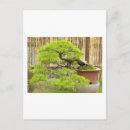 Sök efter bonsai Natur