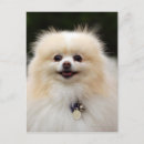 Sök efter spitz vykort Pomeranian