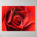 Sök efter rosa röd ros posters Kärlek