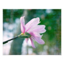 Sök efter magnolia fotografi Blomma