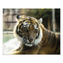 Sök efter bengal katt posters Kattdjur