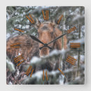 Sök efter elk fotografi Vilda djur