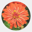 Sök efter zinnias klistermärken Blommor