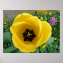 Sök efter tulpanfoto Blomma
