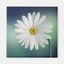 Sök efter daisy magneter Blommigt