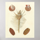 Sök efter seashells posters Natur