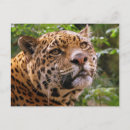 Sök efter jaguar vykort Zoo