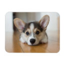 Sök efter corgi magneter Söt