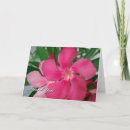 Sök efter oleander Fotografi