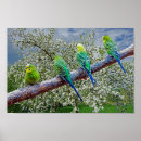 Sök efter budgie posters Djur