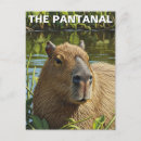 Sök efter pantanal Vilda djur
