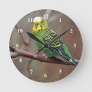 Sök efter parakiter konst Budgie