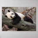 Sök efter jätte panda posters Pandas