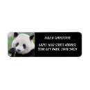 Sök efter jätte panda Djur