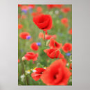 Sök efter papaver posters Vallmo