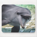 Sök efter bottlenosedelfin Sjöliv