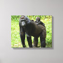Sök efter djurlivfotografi Begynna lowlandgorilla