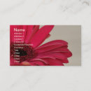 Sök efter gerbera visitkort Blommor