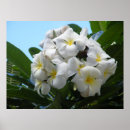 Sök efter plumeria konst Fotografi