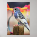 Sök efter budgie posters Parakeet