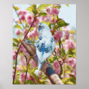 Sök efter budgie posters Natur