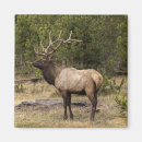 Sök efter älgar magneter Cervus canadensis