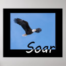 Sök efter soar posters Örn