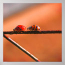 Sök efter ladybug posters Söt