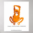 Sök efter orangutans posters Primat