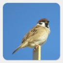 Sök efter sparrow klistermärken Natur